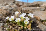 240809_Blomstrandhalvoya_21_D