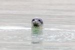 240810b_Alkekongen_82_D