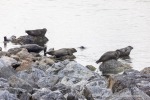 240810c_Kobbefjord_36_D