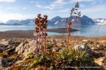 240811a_Solanderfjellet_043_D