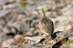 240811a_Solanderfjellet_079_D