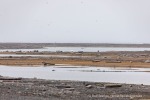 240816a_Scoresbyoya_009_D