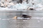 240818c_Freemanbreen_040_D