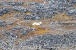 240821a_Laegerneset_05_D