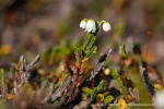 240828a_Blomesletta_26_D