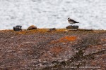 240829a_Midtholmen_30_D