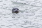 240829a_Midtholmen_75_D