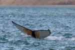 240902a_Palanderbukta_20_D