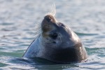 240902b_Ericadalen_336_D