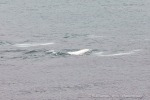 240905b_Rubypynten_29_D
