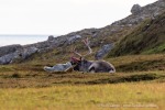 240906c_Alkhornet_016_D
