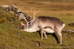 240906c_Alkhornet_102_D