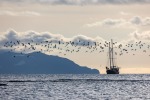 240907b_Bohemanneset_86_D