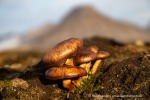 240911b_Hermansenoya_034_D