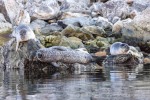 240913e_Kobbefjord_040