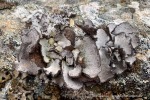 240919d_Birgerbukta_05_D