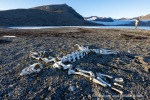 240920b_Gjertsenodden_68_D