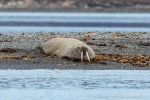 240922d_Kapp-Wijk_43_D