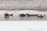 240809_Hamburgbukta_23_D