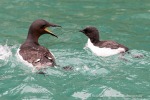 240817_Alkefjellet_81_D