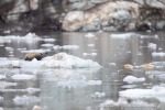 240818c_Freemanbreen_011_D