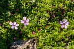 240828a_Blomesletta_19_D