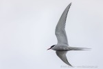 240831a_Hamiltonbukta_015_D