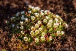 240911b_Hermansenoya_082_D