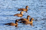240913e_Kobbefjord_006_D