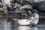 240913e_Kobbefjord_039_D