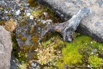 240916a_Idunneset_028_D
