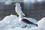 f2o_Monacobreen_29Juni13_119_D