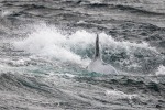 241105c_Kvaenangen_04_D