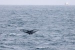 241106_Kvaenangen_39_D