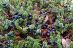 241109a_Skjervoy_12_D
