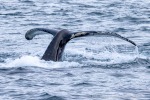 241115_Kvaenangen_077_D