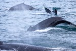 241115_Kvaenangen_108_D