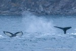241116b_Kvaenangen_29_D