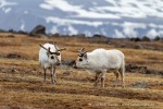 160602a_Diabasodden_10_D