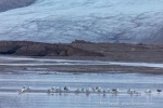 240826f_Tunabreen_49_D