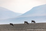 240827a_Bjonahamna_38_D