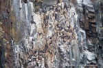 160602a_Diabasodden_02_D