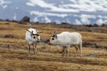 160602a_Diabasodden_10_D