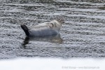220504a_Midterhukhamna_063_D