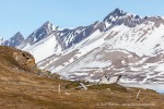 c8_Alkhornet_06Juli09_71_D
