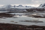 a2_Ymerbukta_24Juni12_08_D