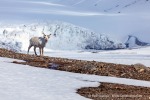 a3_Ymerbukta_11Jun10-32_D