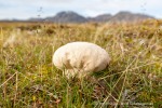 170729a_Erdmannflya_012_D