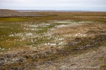 230823a_Erdmannflya_005_D