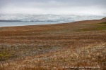 230823a_Erdmannflya_012_D